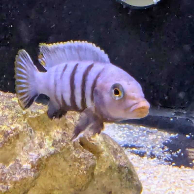 Kingsizei Blue Gold Mbuna 6 – 7 cm