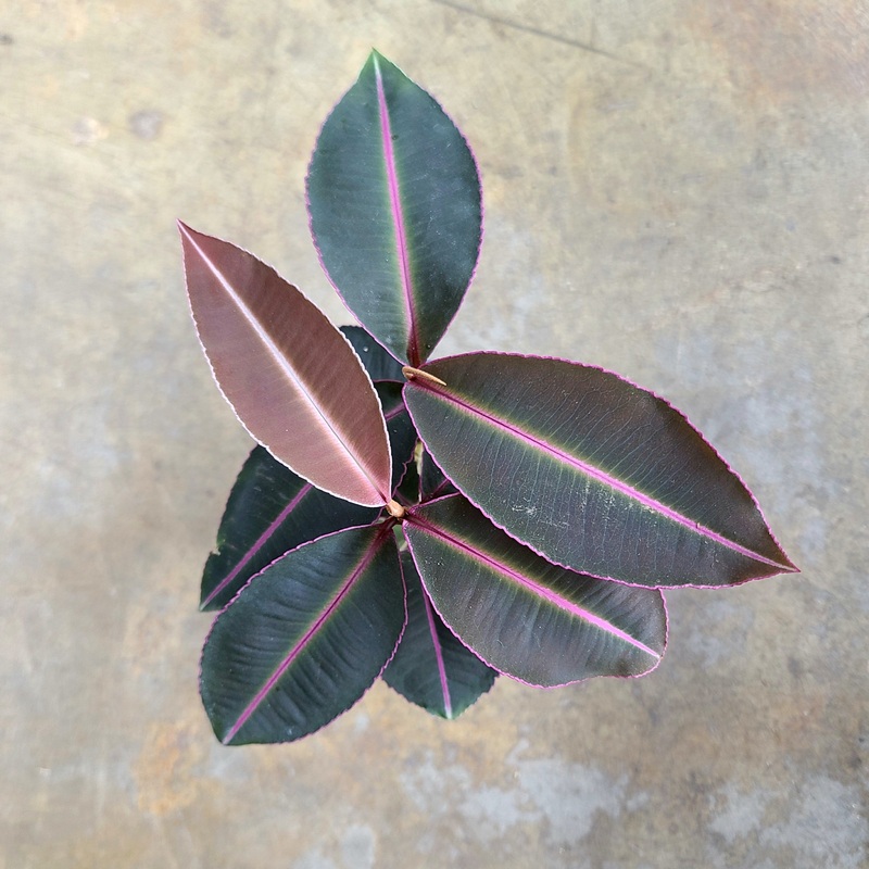 Labisia pumila “Kupias Pink” 2-3 leaf cutting
