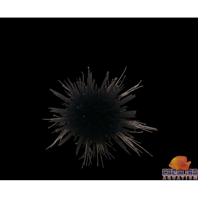 Urchin – Caribbean Rock