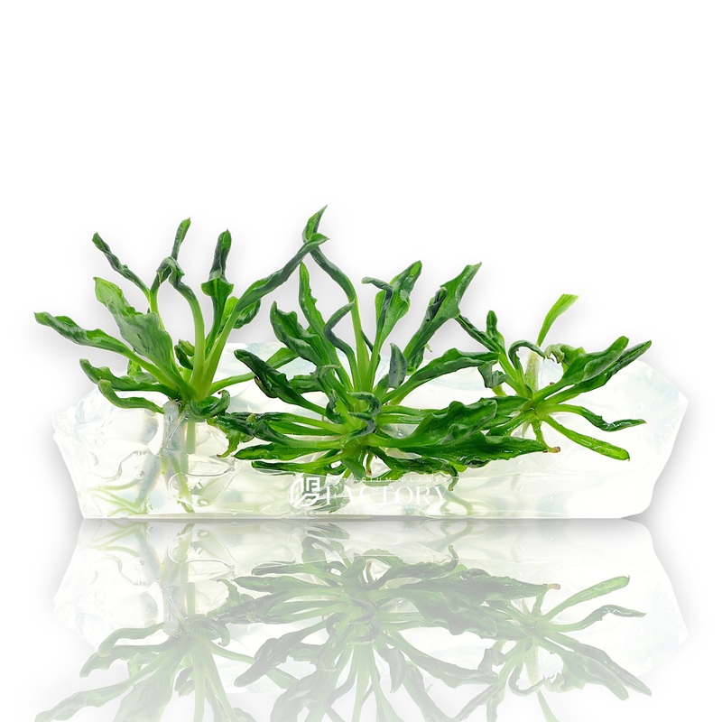 Anubias Supernova Vitro Culture