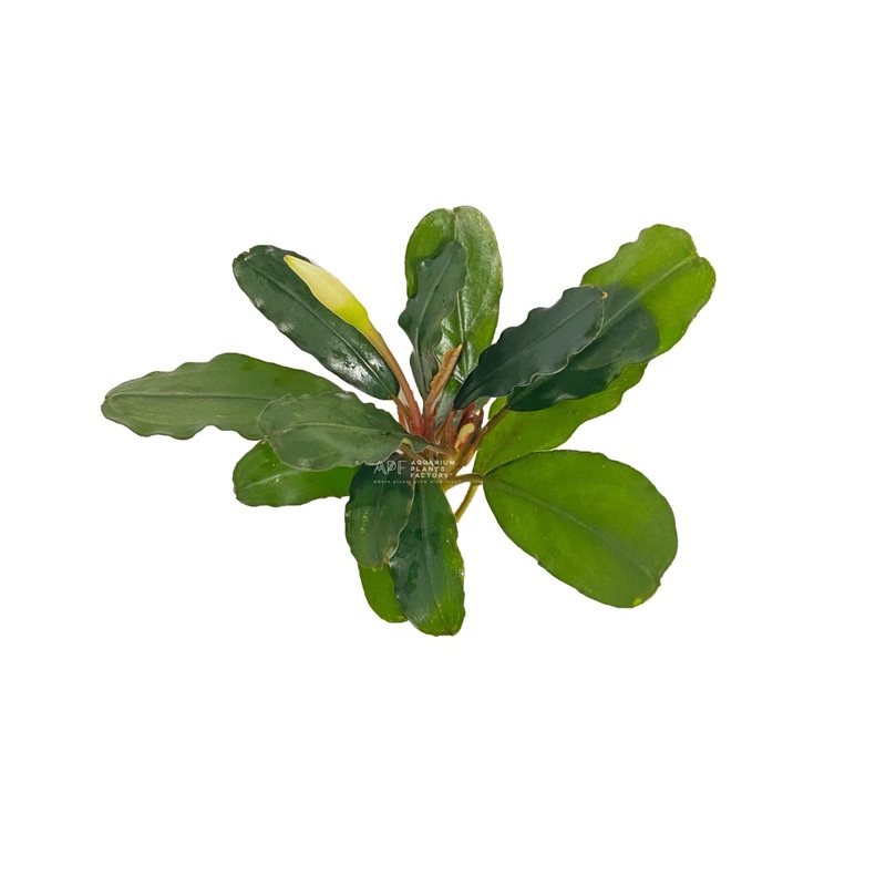 Bucephalandra Round Wavy Bunched Plants