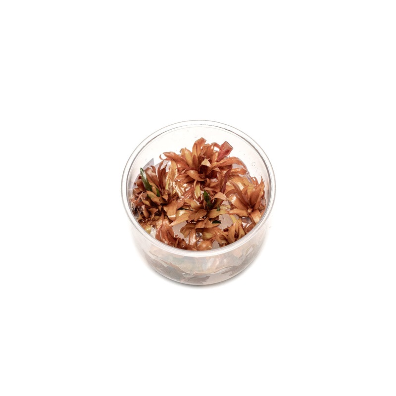 Cryptocoryne Wendtii Sindoor UNS Tissue Culture