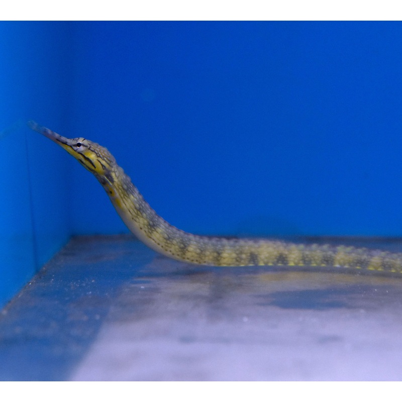 Dragonface Pipefish