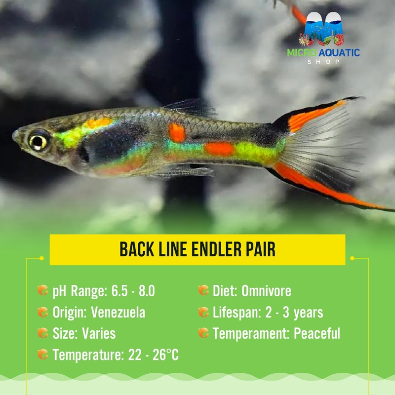 Endler – Back Line ( pair ) 1 pair ( 1 male 1 female )