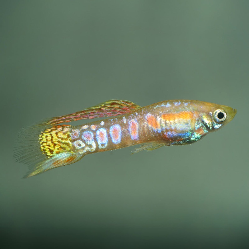 Ginga Rubra Endler Imported Male
