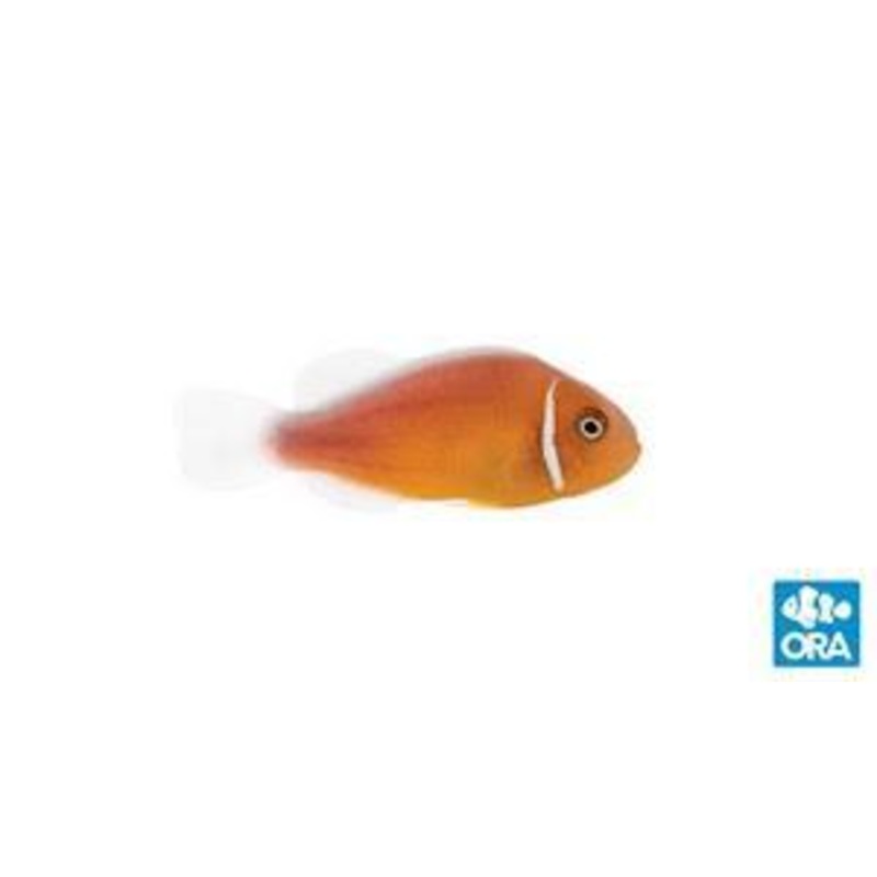 ORA Pink Skunk Clownfish