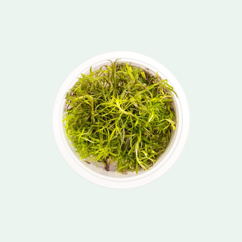 Pogostemon Stellatus