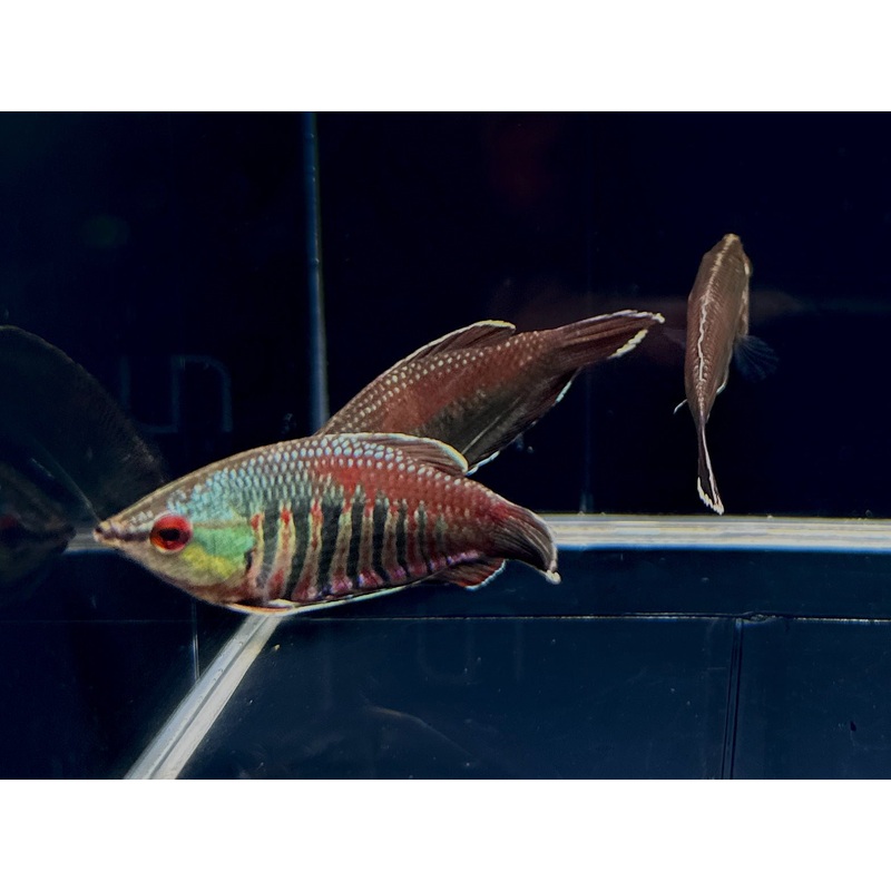 Samurai Gourami
