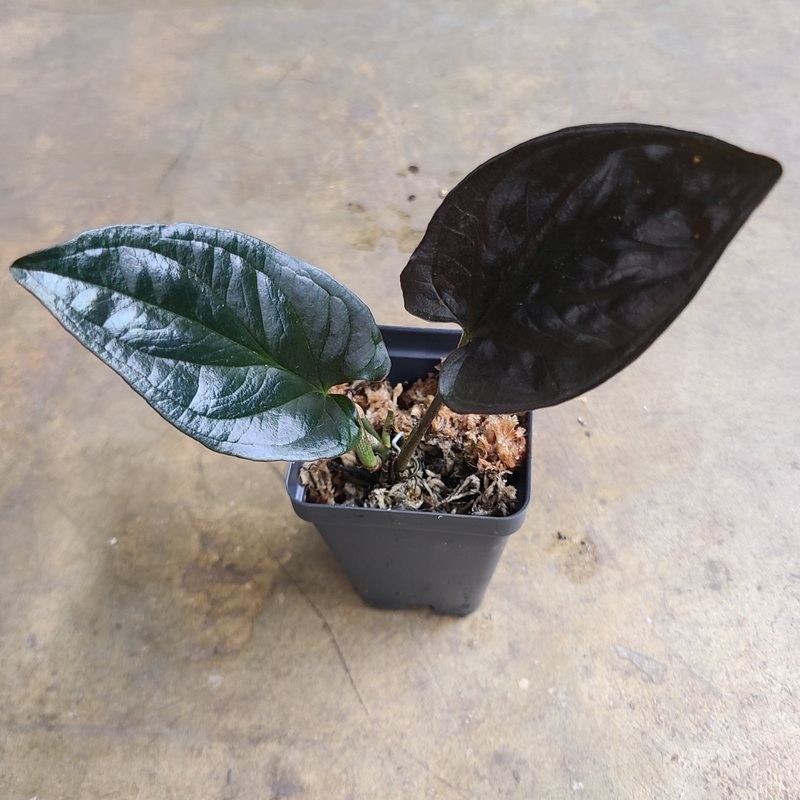Syngonium erythrophyllum Llano Carti Rd’ 2 leaf cutting
