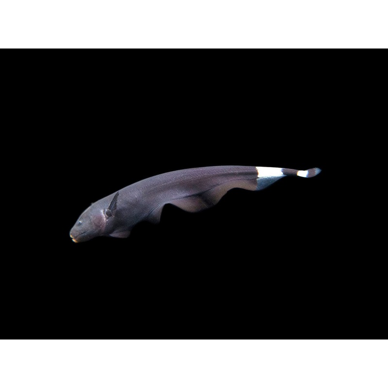 Black Ghost Knifefish (Apteronotus albifrons) – Tank-Bred! 1 Juvenile