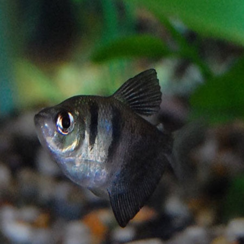 Black Skirt (Widow) Tetra 3 – 5 cm