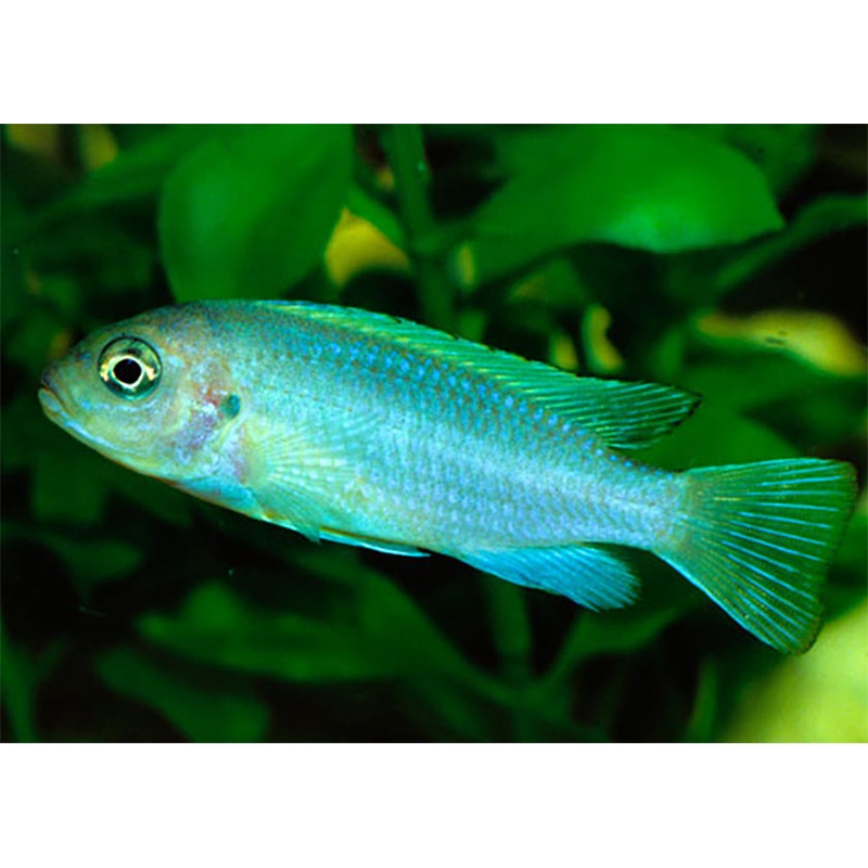 Cobalt Blue Zebra-Maylandia callainos 2-3cm