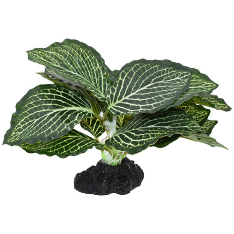 Komodo Standing Vein Plant sm 4″