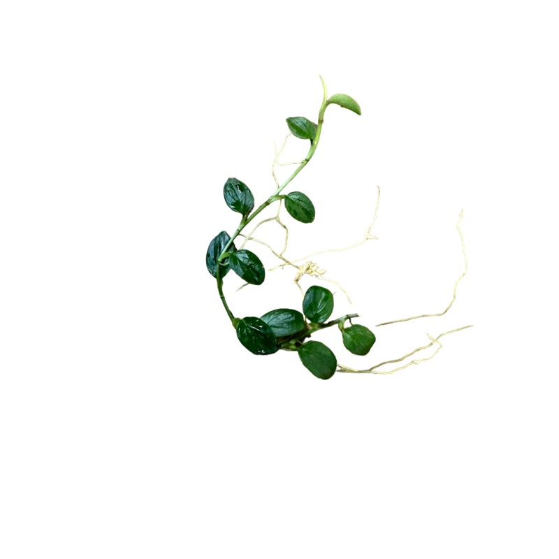 Philodendron sp. Mini pteropus #3 4-5 leaf cutting