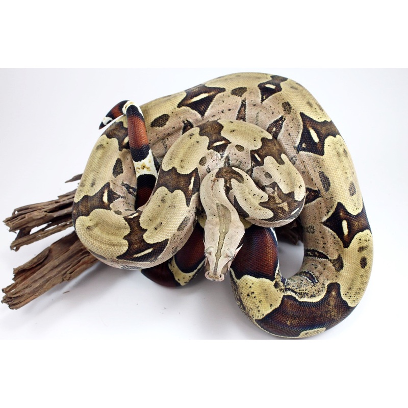 Suriname Boa