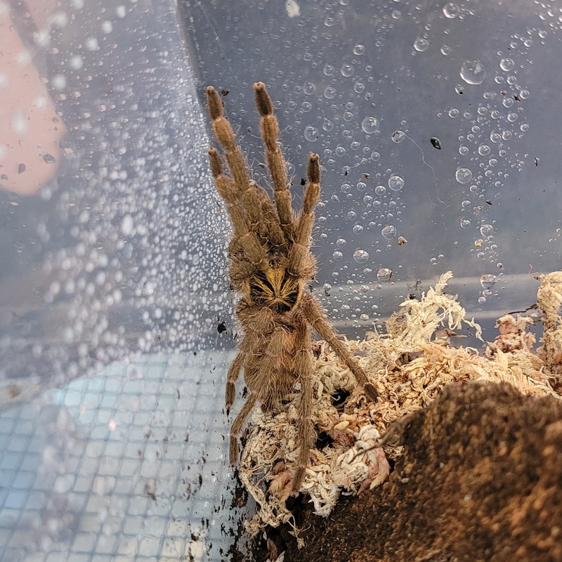Tarantula – Trinidad Olive