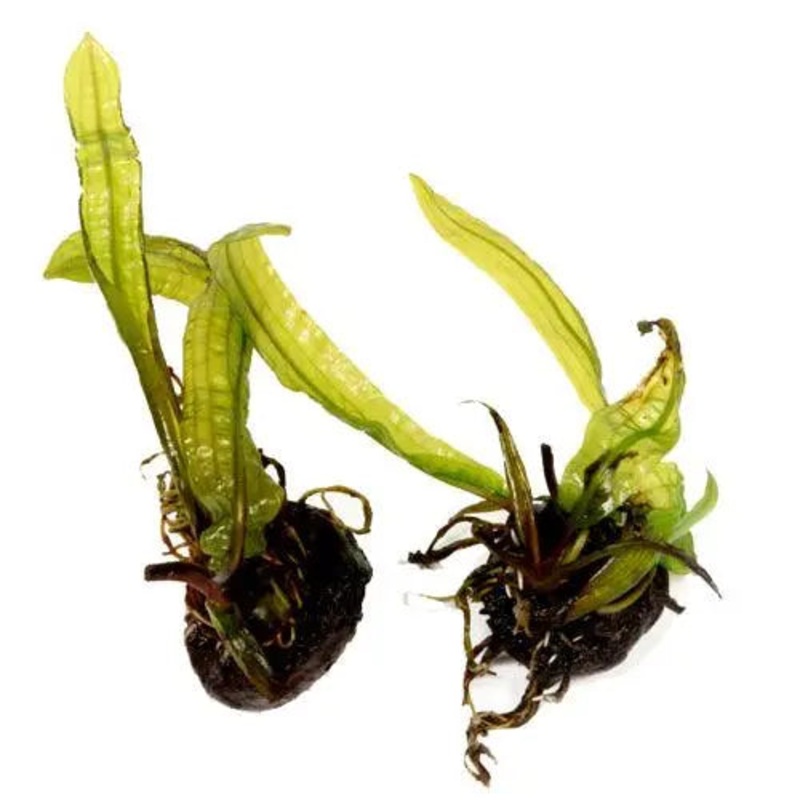 Aponogeton boivinianus Bulb
