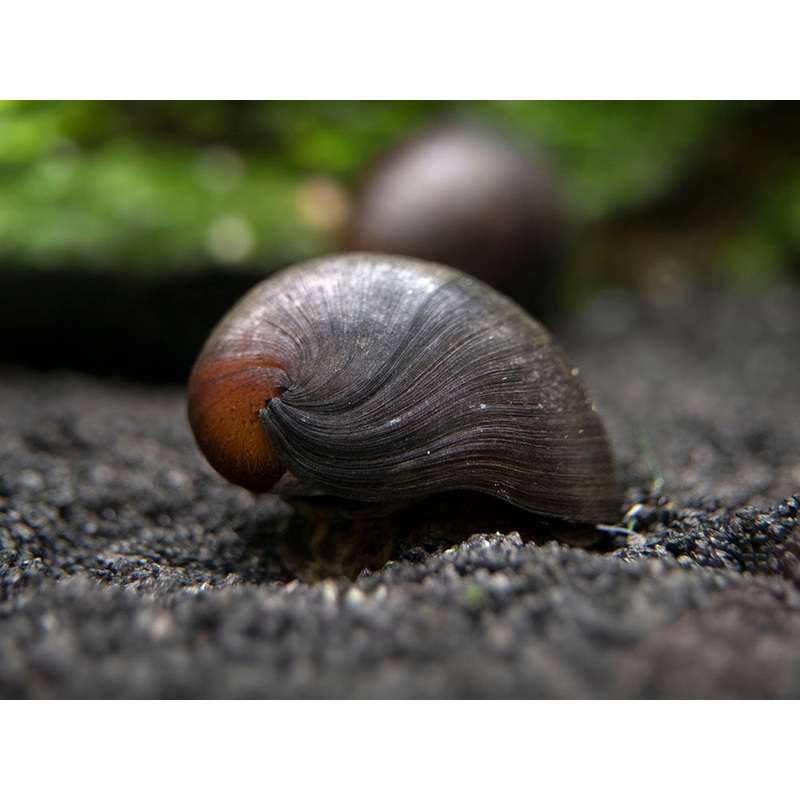 Black Racer AKA Military Nerite Snails (Neritina pulligera) 1 Snail