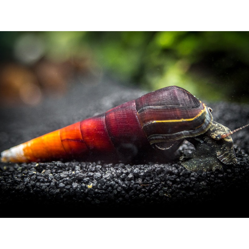 Cappuccino Spike Snail (Faunus ater) 1 B-Grade Snail