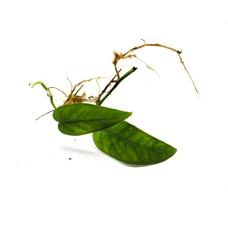 Epipremnum pinnatum “Cebu Blue” 3+ leaf cutting