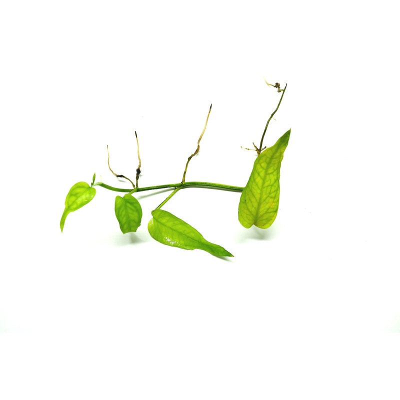 Epipremnum pinnatum “Skeleton Key” 3-5 leaf cutting