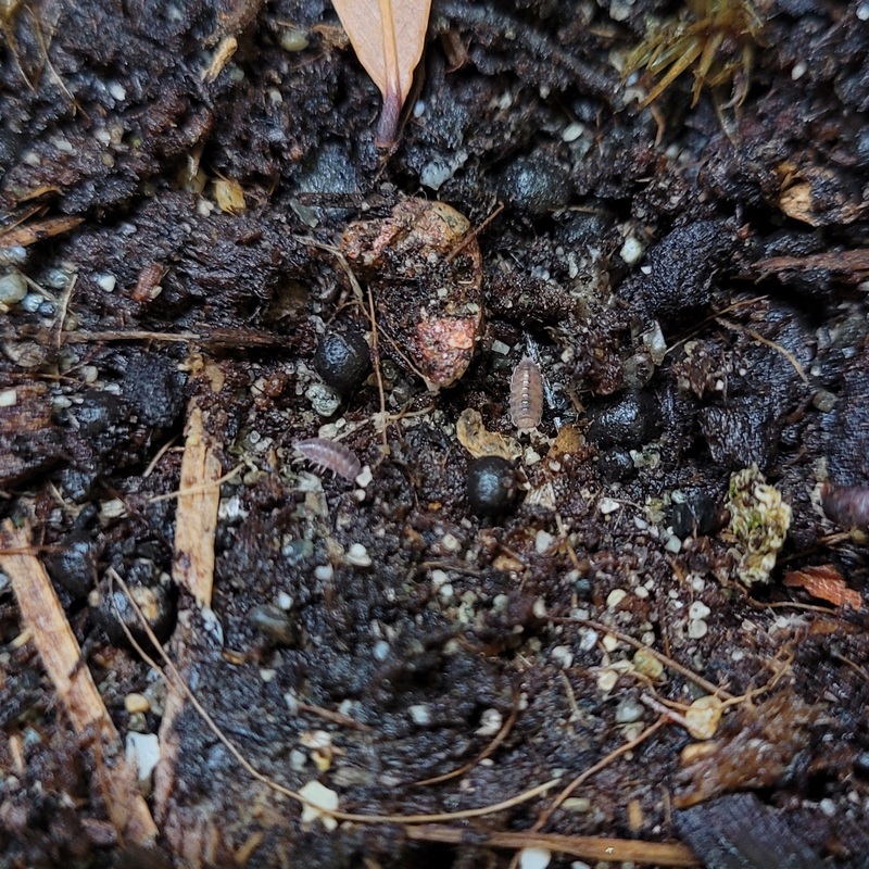 Isopod – Trichoniscus sp. – Dwarf Purple (24+ count)