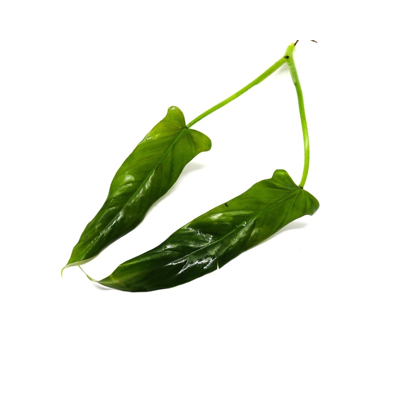 Philodendron mexicanum Red Back 1 leaf cutting