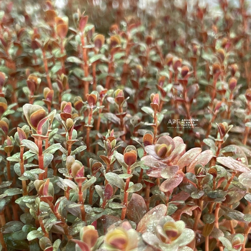 Rotala Super Red Mini Fresh-cut Plants