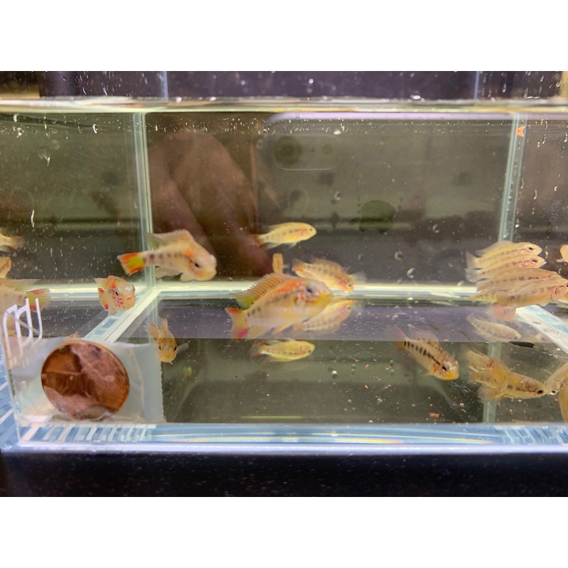 Apistogramma Viejeta
