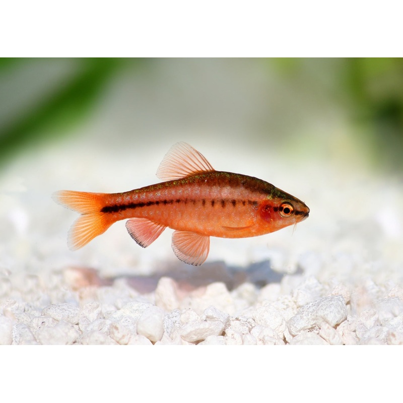Cherry Barb Special (3 for $12) 2.5-3cm