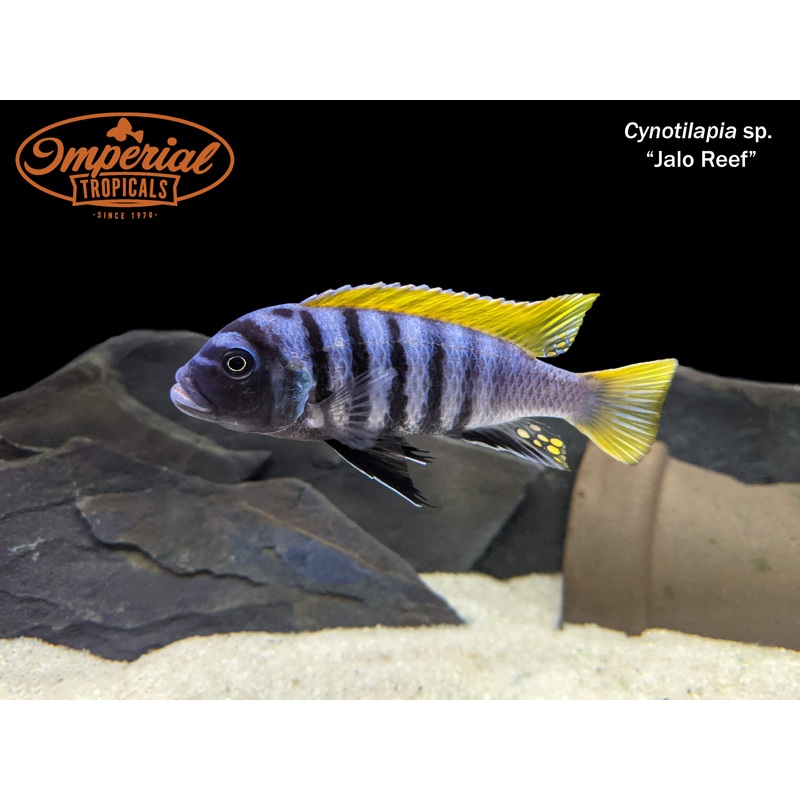 Cynotilapia sp. “Jalo Reef” Mbuna 1-2 Unsexed