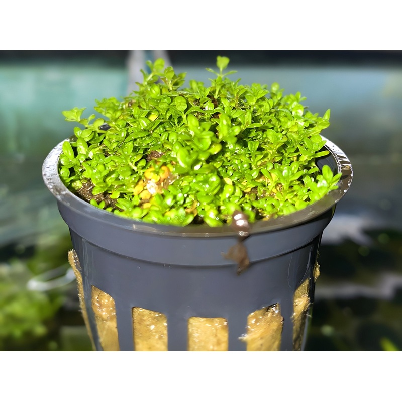 Dwarf Baby Tears – Potted Plant