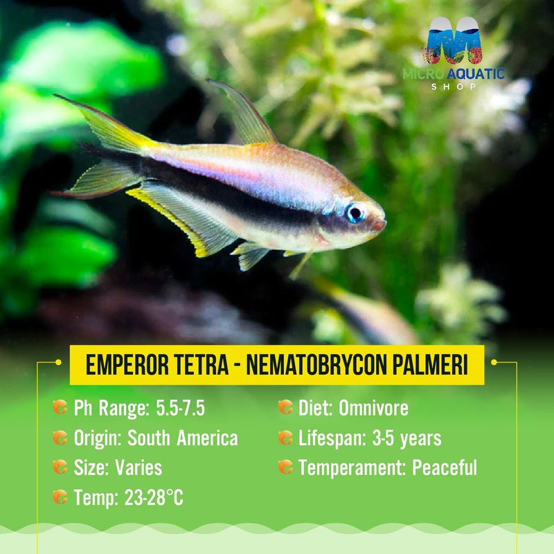 Emperor Tetra – Nematobrycon palmeri 2cm 1 tetra
