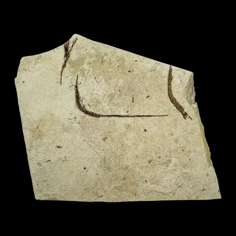 Fish Fossil – Syngnathus sp. (Pipefish)