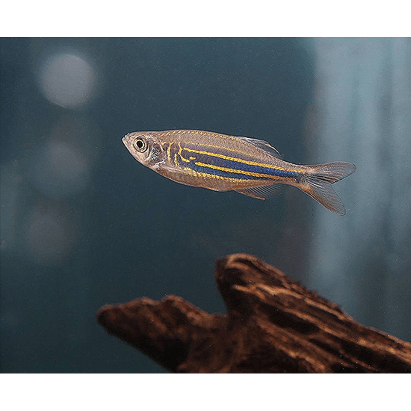 Giant Danio 1-2″ Unsexed