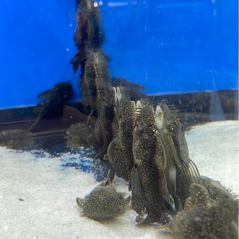 L032 Aguaboa Pleco 3″ Unsexed
