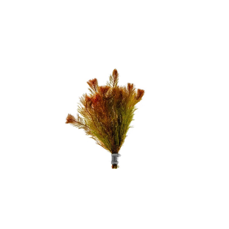 Myriophyllum Tuberculatum Lead Bunch
