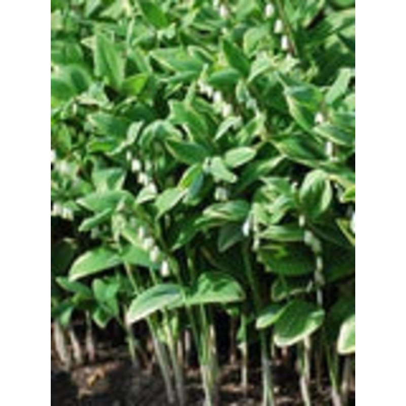 Perennial Farm Marketplace Variegated Solomon’s Seal (Polygonatum odoratum ‘Variegatum’) Live Plants