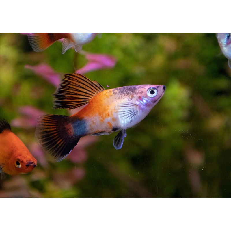 Platy- Assorted Hi-Fin 3-4cm