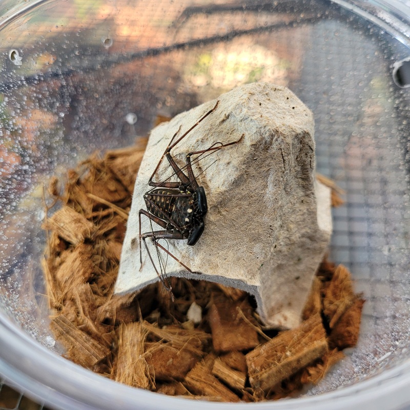Scorpion – Central American Tailless Whip
