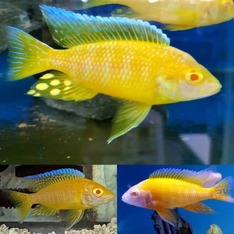Albino Full Gold Peacock Cichlid 5cm 1 peacock 5cm