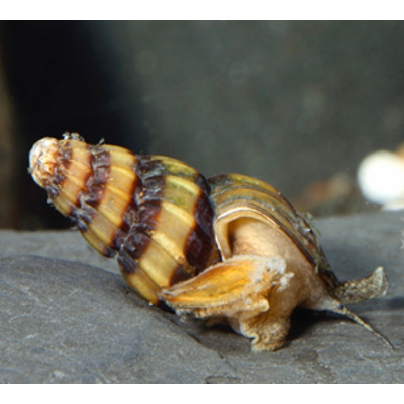Assassin Snail