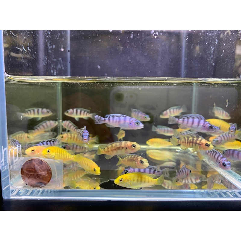 Assorted Mbuna