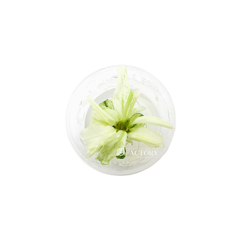 Bucephalandra APF Platinum [Small Vitro Culture Cup]