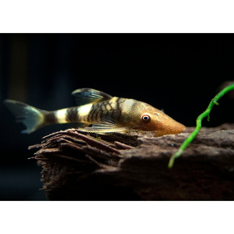 Orange Zebra AKA Robocop Otocinclus Catfish (Nannoptopoma sp. “Peru Orange”) School of 3