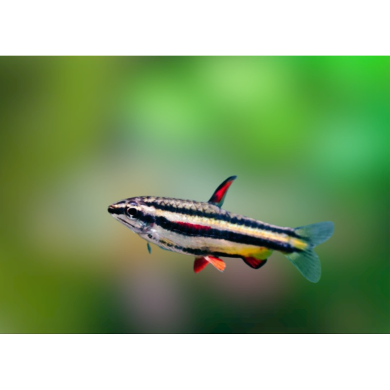 Pencil Fish – Dwarf 2-3cm