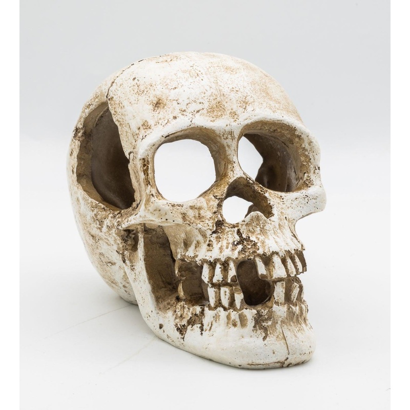 ProRep Resin Human Skull, 15cm