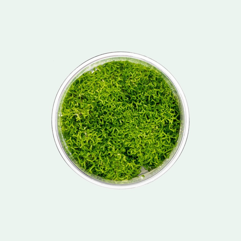 Riccia Fluitans Tissue Culture UNS Tissue Culture (Regular)