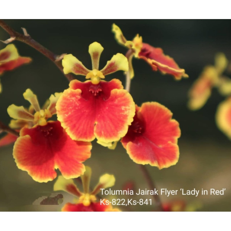 Tolumnia Jairak Flyer ‘Lady in Red’ (KS-822/841)