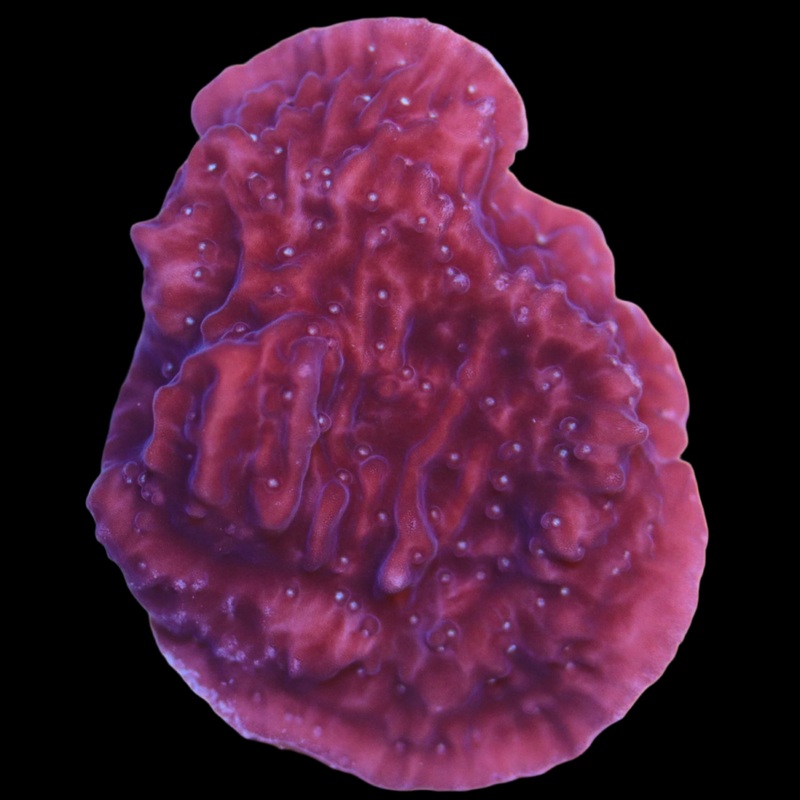 Biota red/pink Montipora Cap Frag